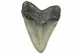 Serrated, Fossil Megalodon Tooth - North Carolina #298891-1